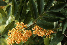 Sambucus racemosa : Yellow Fruited Form [at] Minnekada B.C.