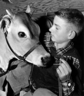 Boy with Jersey cow