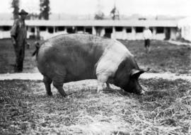 Grazing swine with man in background