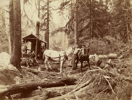[Logging crew with horses]