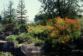 Alstroemeria aurantiaca