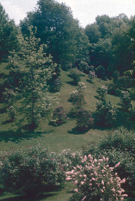 Gardens - Canada : lilac dell, Royal Botanical Gardens, Hamilton