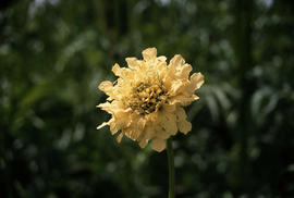 Cephalaria gigantea, VD AVD