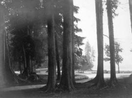 [View of path through the trees to the seawall]
