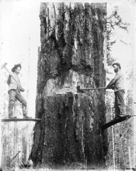[Two men felling a Douglas fir tree with axes]