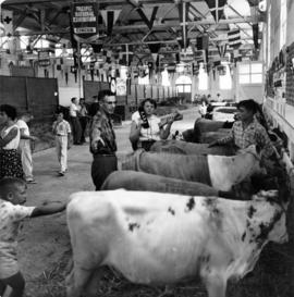 4-H club members with calves in Livestock building
