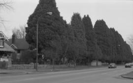 16th Avenue boulevard trees