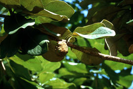 Pittosporum cladanthum, native, Lyon Arb[oretum] Hawaii