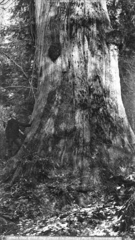 One of the Big Trees in Stanley Park, Vancouver, B.C.