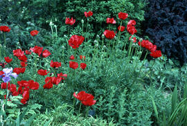 Papaver orien : Goliath [at] Bressingham [Gardens]