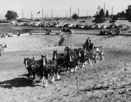 Clydesdale's plowing team on display at exposition