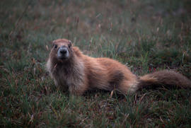 Wildlife : Hurricane Ridge, Olympic Marmot
