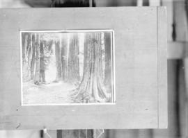 Among the Seven Sisters. Big trees, Stanley Pk., Vancouver, B.C.
