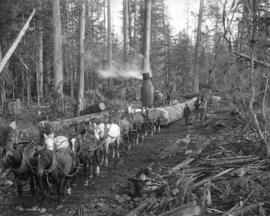 Logging in B.C. [near the Nicomekl River]