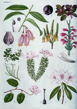 Botany : Ericaceae