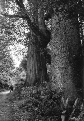 Big spruce and cedar, Stanley Park