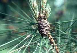 Pinus yunnanensis, Kew