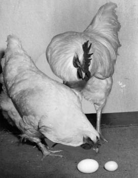 Egg laying contest : [white rooster and hen standing over eggs]