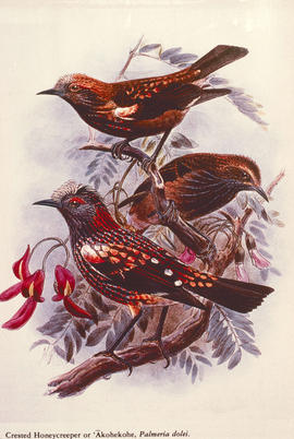 Bio-geography - Hawaii : [endemi] birds