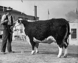 Man with Hereford bull