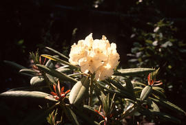 Rhododendron : Vinecrest