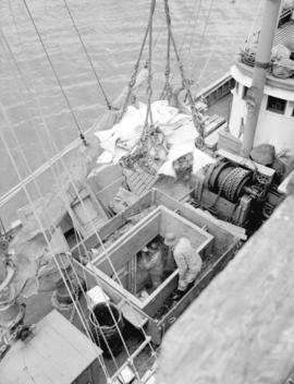 Loading halibut in hold of ship