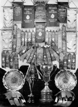 A Picture of a Few of the Many Hundreds of Banners, Ribbons and Trophies Won by the Famous Grauer...