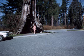 Young lady in [hollow] tree