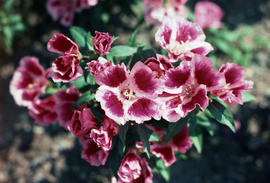 Clarkia (Godetia)