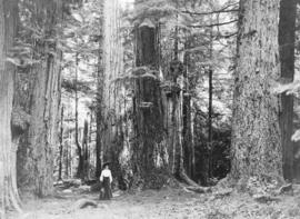 [Woman among the Seven Sisters in Stanley Park]