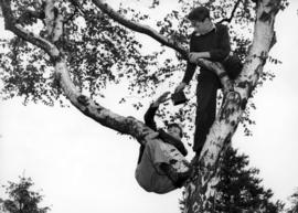 [Two boys climbing tree to see King George VI and Queen Elizabeth]