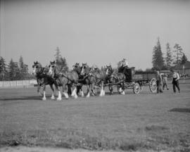 Canada Pacific Exhibition [Six horse team pulling an Associated Dairies Limited wagon, being judged]