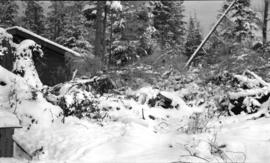 Kitsilano Forest in snow, near Waterloo Road [Street] and 2nd Avenue