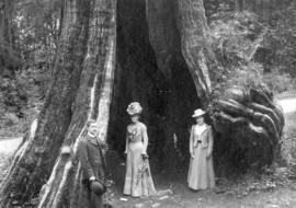 [Unidentified group in front of the Hollow Tree]