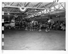 Six-horse draft team pulling Moose Jaw Exhibition Co. wagon in Livestock building