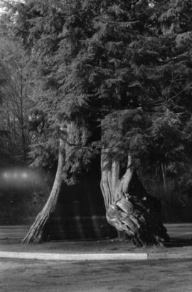 Stanley Park - Big Hollow Tree