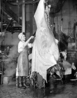 Angela Gedak skinning beef at Pacific Meat Company
