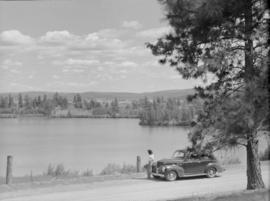 Aspen Grove, Merritt : highway, cattle, tree