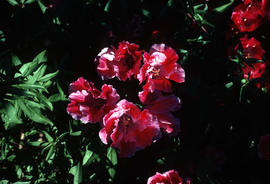 Clarkia (Godetia)