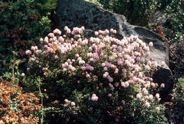 R[hododendron] trichostomum, Lea [Gardens]