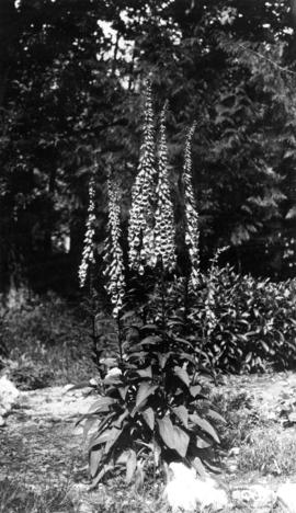 A fox glove