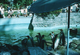 Penguins at Stanley Park