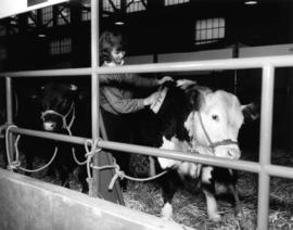 Girl in 4-H and Future Farmers of Canada competition brushing Hereford cattle