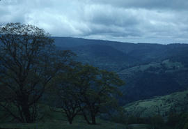 Habitat : Descending From Klamath M[oun]t[ain]s to Eureka Cal[ifornia] [-] Oak "Parkland"