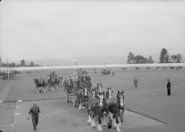 Canada Pacific Exhibition - The official opening [Associated Dairies Limited six horse team being...