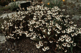 Cassiope fastigiata