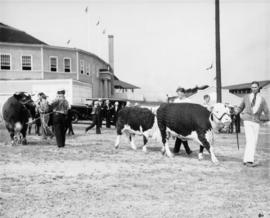 Man with Hereford cattle by Stock Judging Pavilion