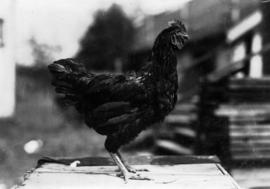 Hen in poultry competition