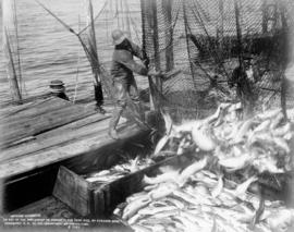 Fisherman emptying salmon from nets