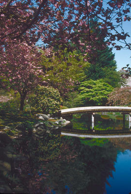 Gardens - Canada : Nitobe Gardens, UBC